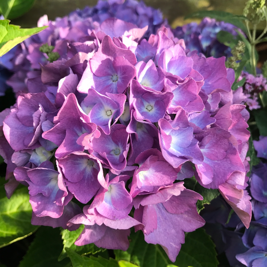 HYDRANGEA &amp;quot;Renate Steinger&amp;quot; - Heaton Park